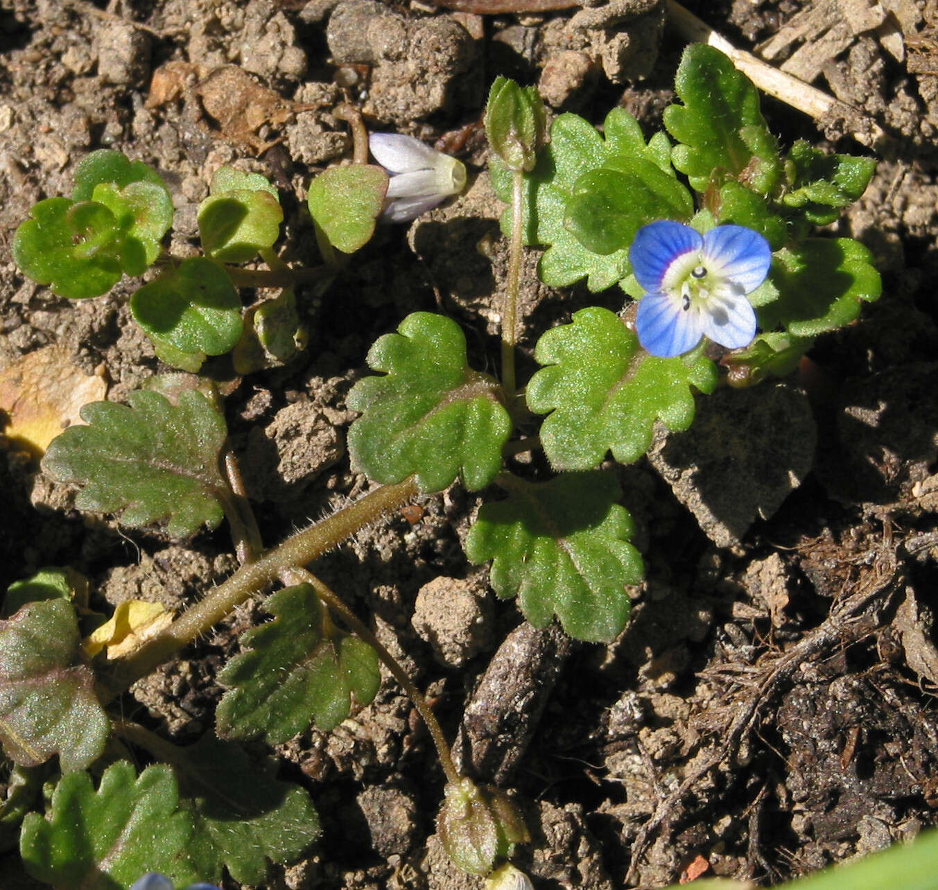 Image of Grey Field-speedwell