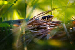 Image of Grass Snake