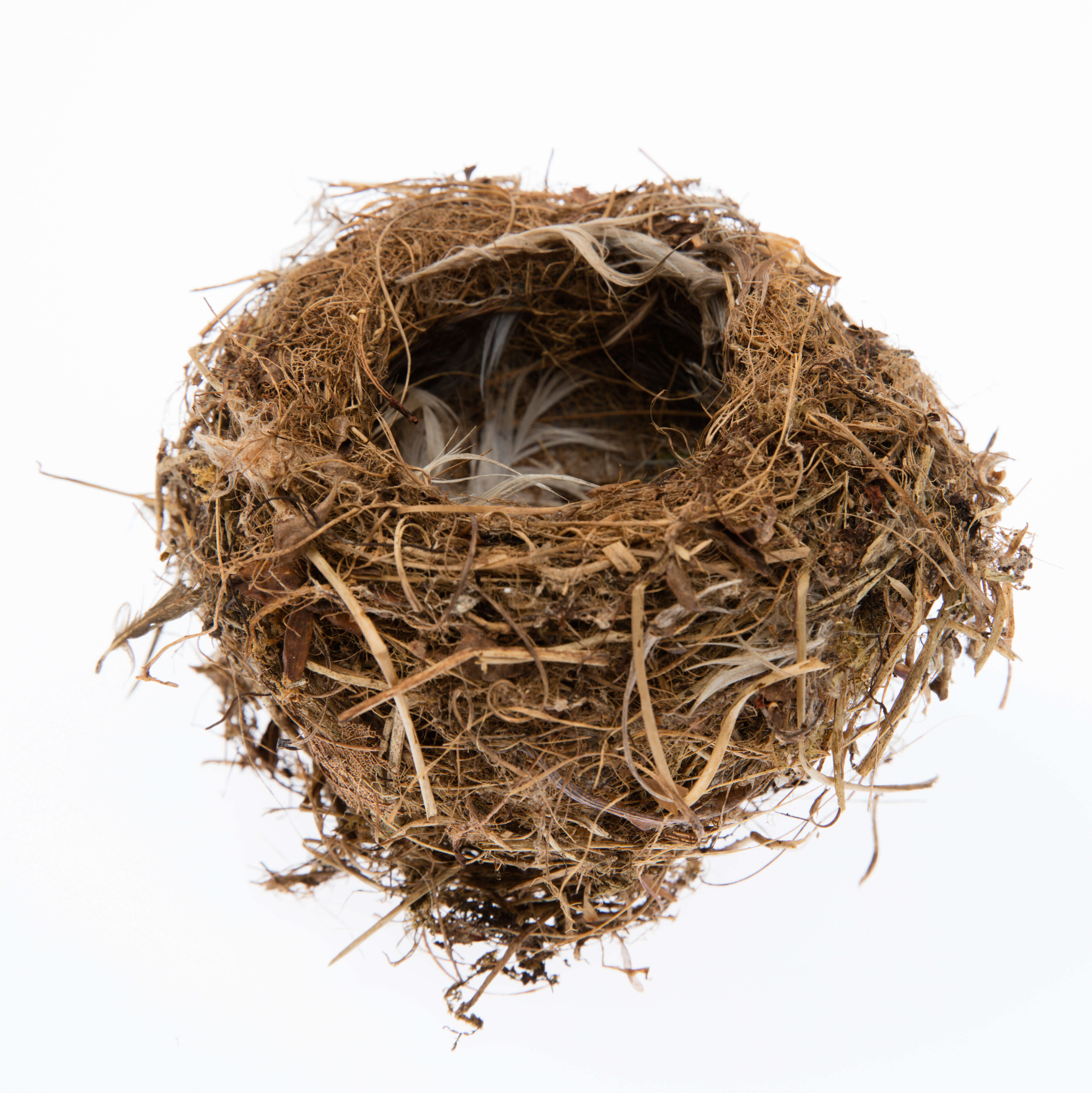 Image of Brown Creeper