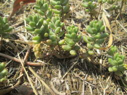 Image of White Stonecrop