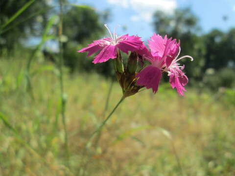 Image of carthusian pink