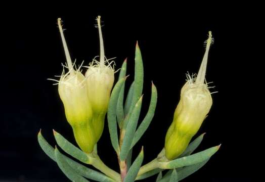 Image of Homoranthus biflorus L. A. Craven & S. R. Jones