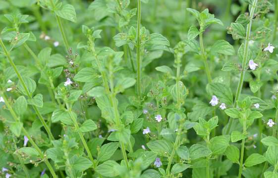 Image of Lesser calamint