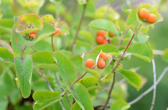 Image of Italian Honeysuckle