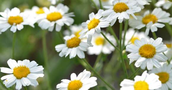 Image of Oxeye Daisy