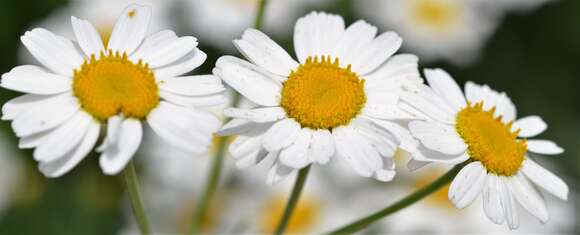 Image of Oxeye Daisy