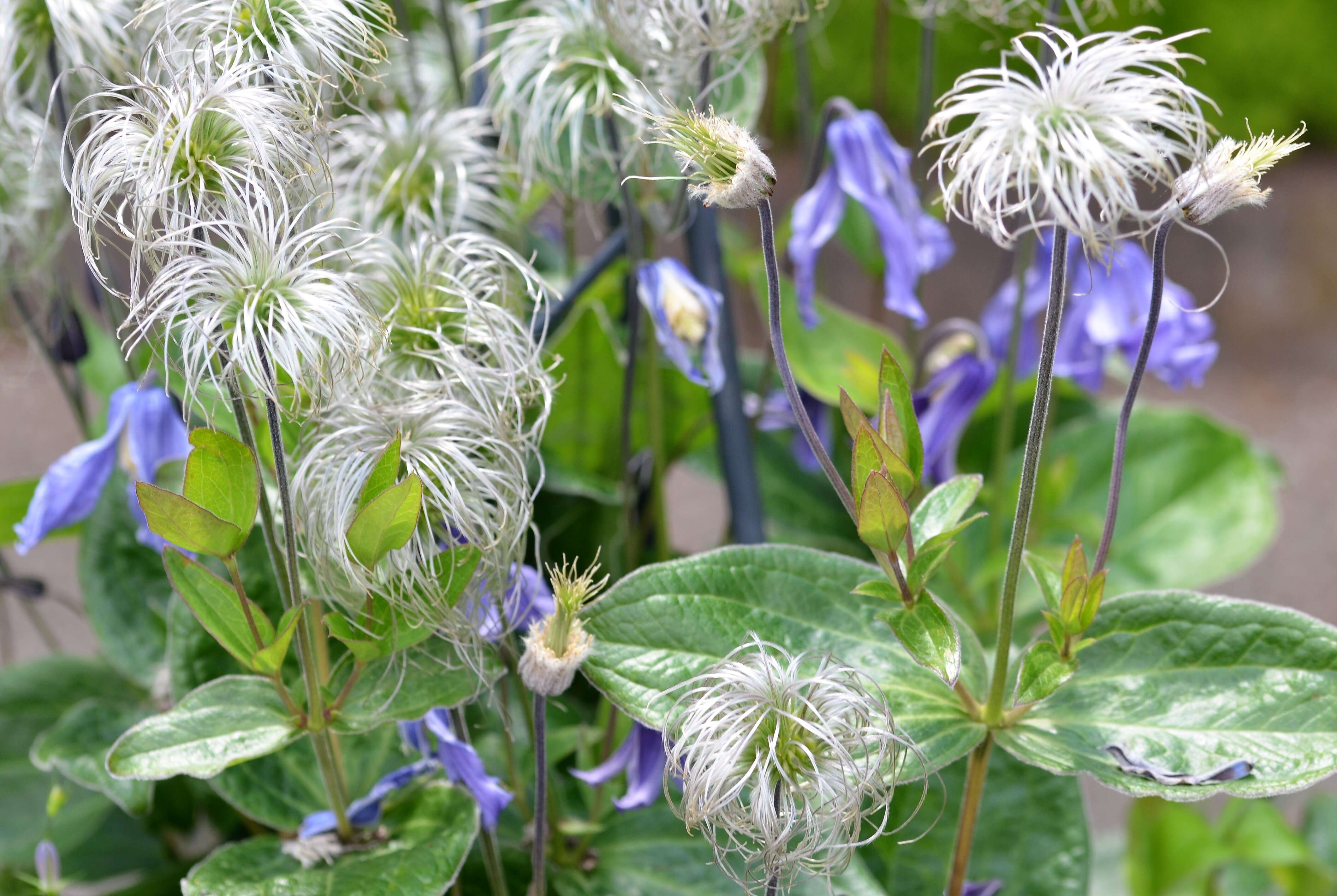 Imagem de Clematis integrifolia L.