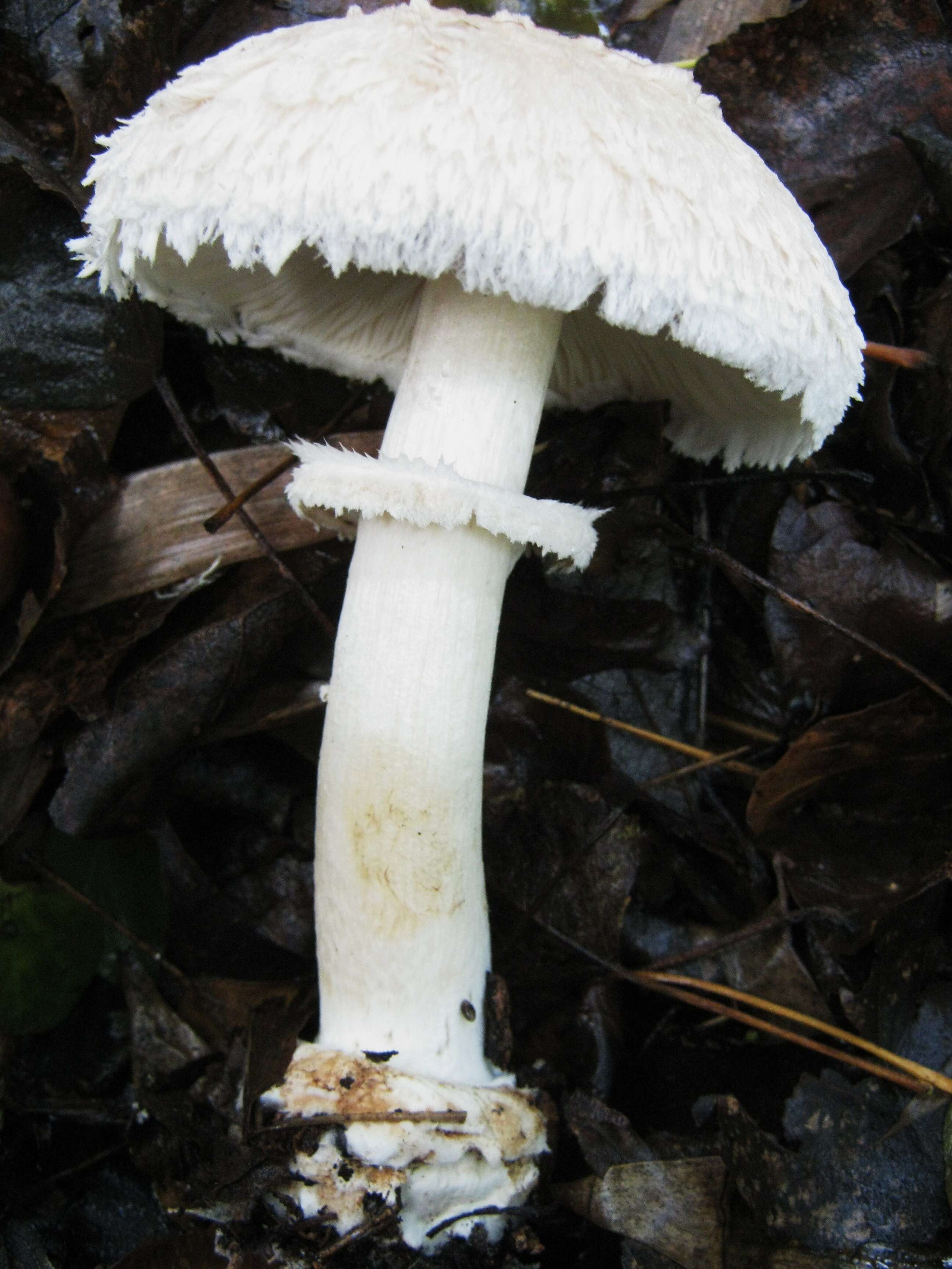 Plancia ëd Chlorophyllum rhacodes