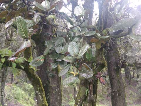 Image of Brown Oak