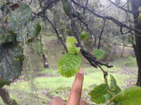 Quercus semecarpifolia Sm. resmi