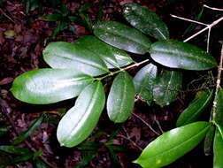 Image of Baloghia inophylla (G. Forst.) P. S. Green