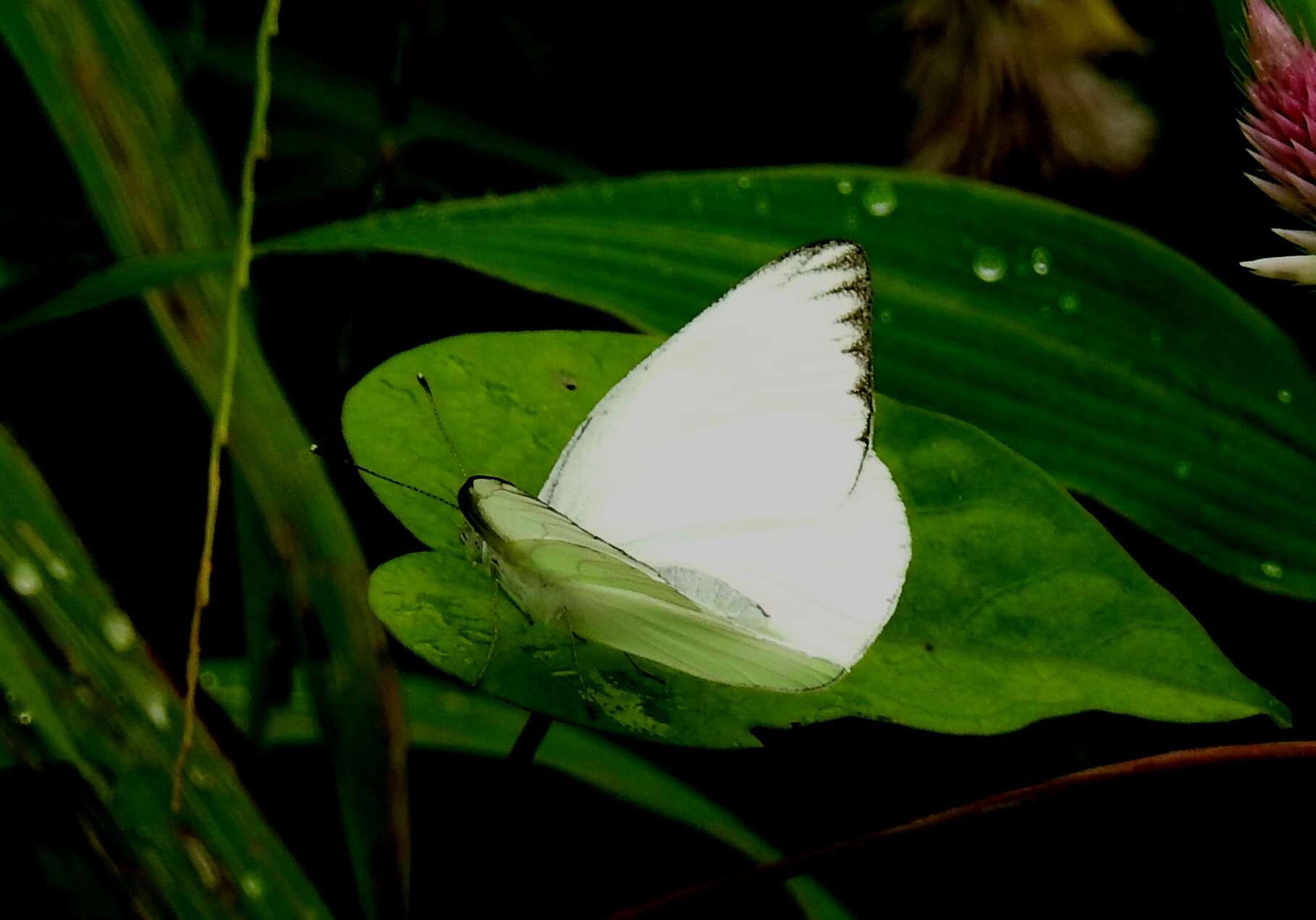 Image of Western Striped Albatross