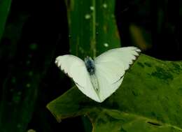 Image of Western Striped Albatross