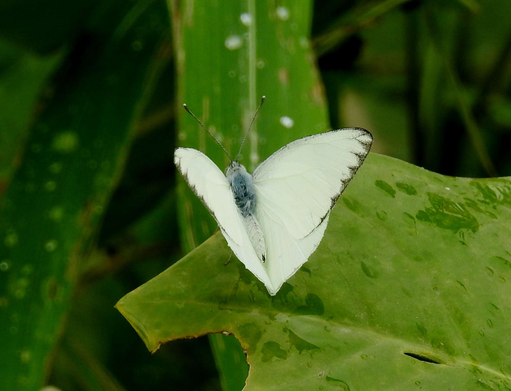 Image of Western Striped Albatross