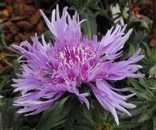 Image of Stokesia