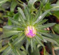 Image of Stokesia