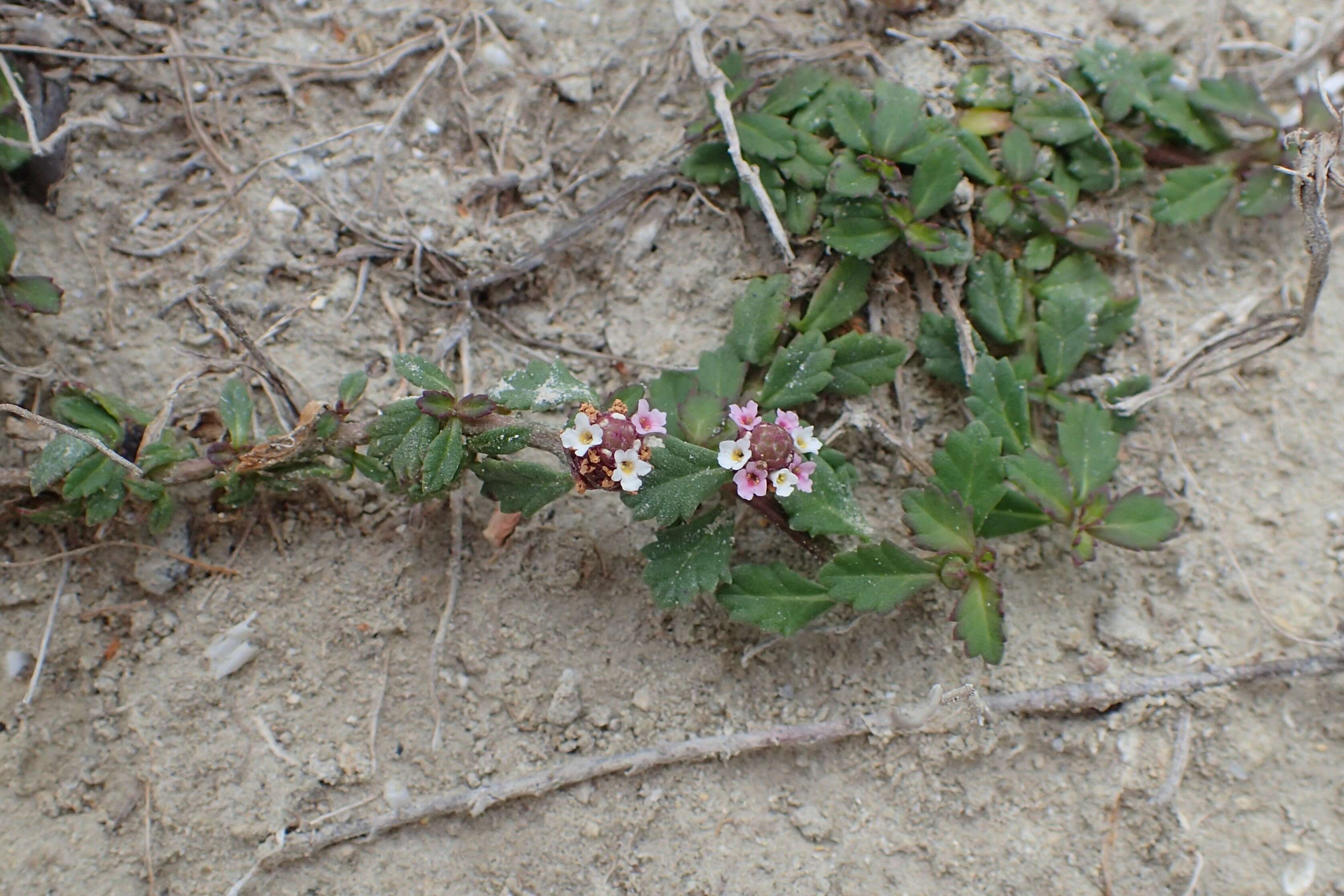 Plancia ëd Phyla nodiflora (L.) Greene