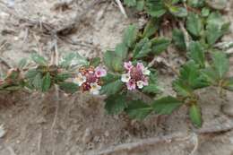 Plancia ëd Phyla nodiflora (L.) Greene