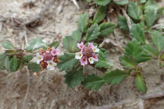 Phyla nodiflora (L.) Greene resmi