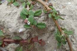 Plancia ëd Phyla nodiflora (L.) Greene