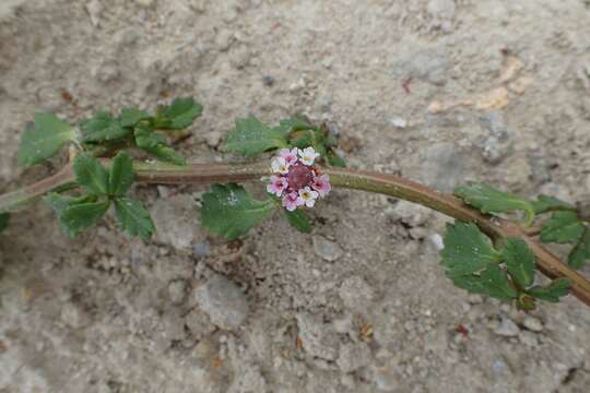 Plancia ëd Phyla nodiflora (L.) Greene