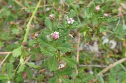 Plancia ëd Phyla nodiflora (L.) Greene