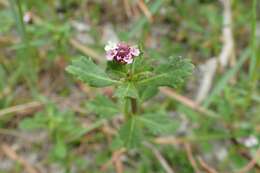 Plancia ëd Phyla nodiflora (L.) Greene