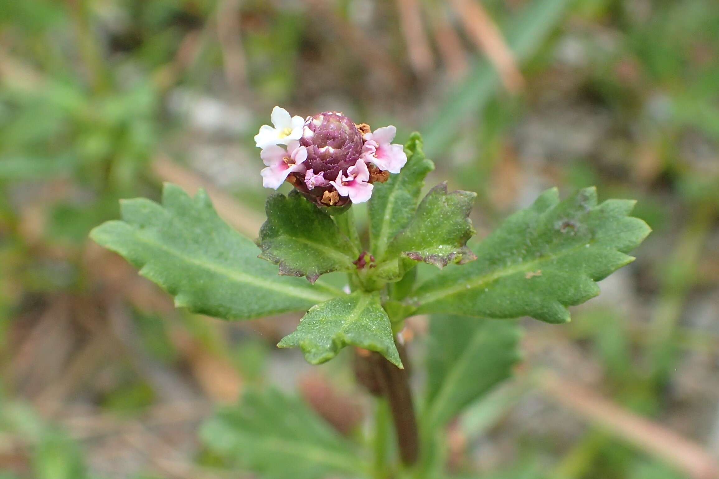 Plancia ëd Phyla nodiflora (L.) Greene