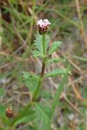 Plancia ëd Phyla nodiflora (L.) Greene