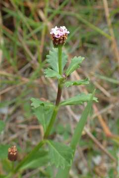 Plancia ëd Phyla nodiflora (L.) Greene