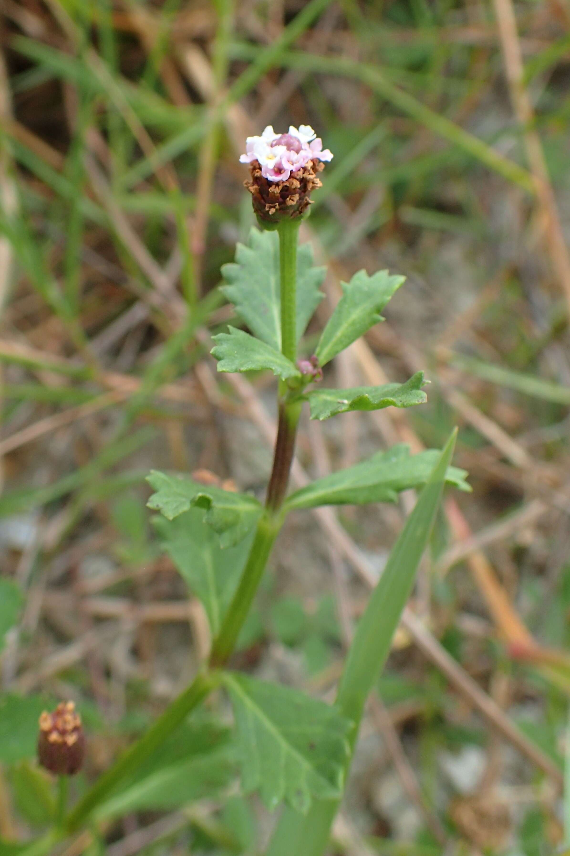 Plancia ëd Phyla nodiflora (L.) Greene