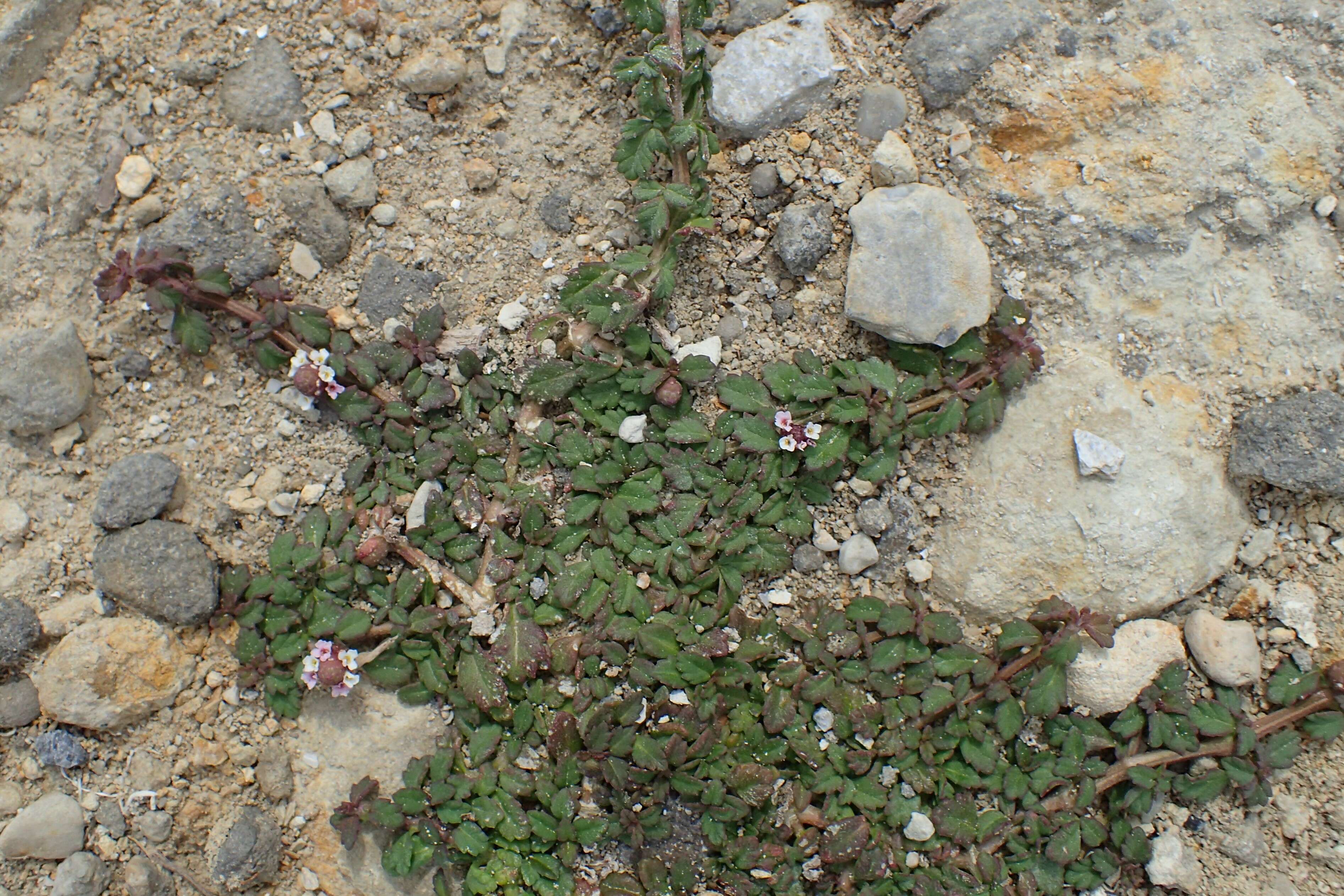 Plancia ëd Phyla nodiflora (L.) Greene