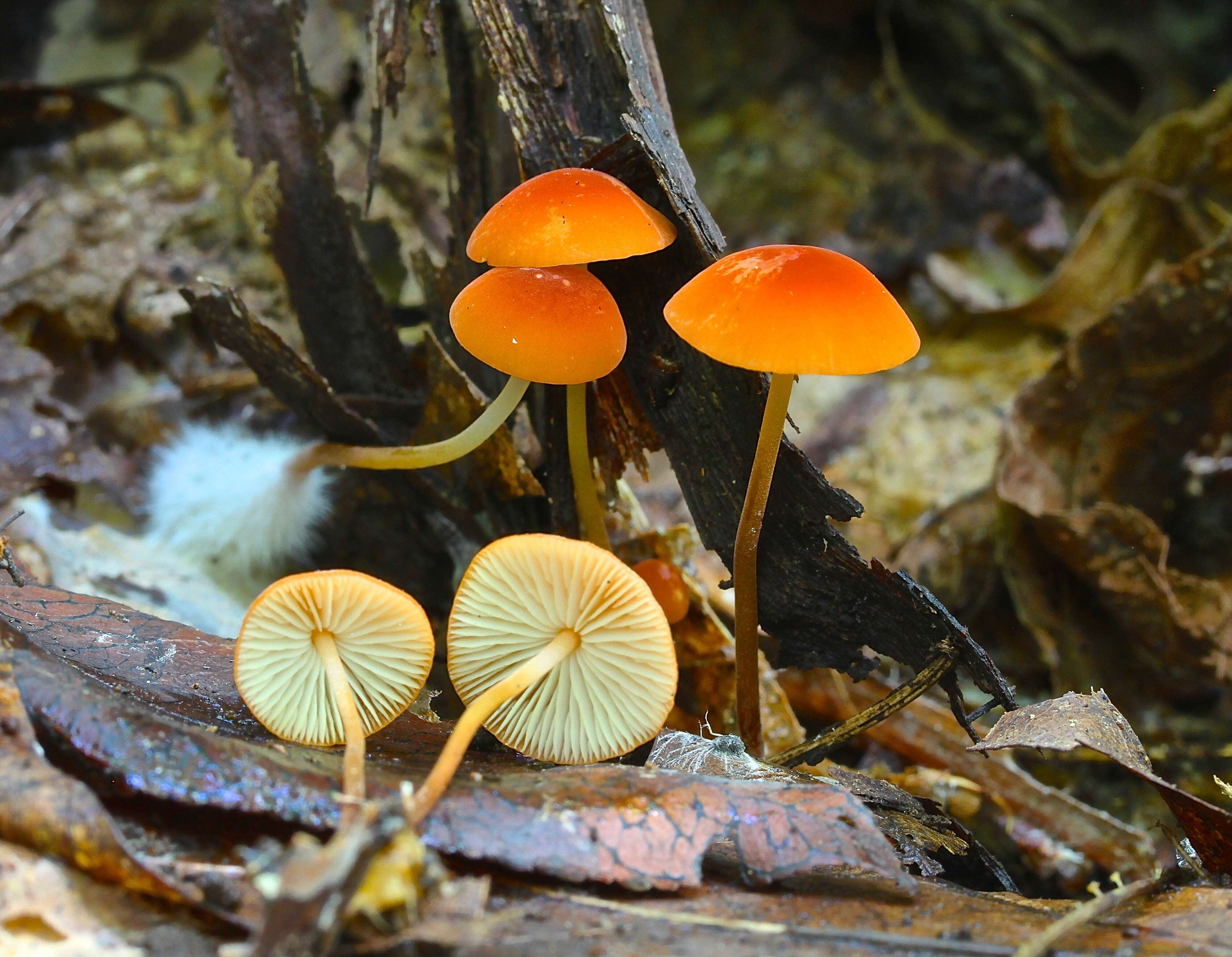 Imagem de Marasmius sullivantii