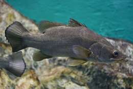 Image of African Snook