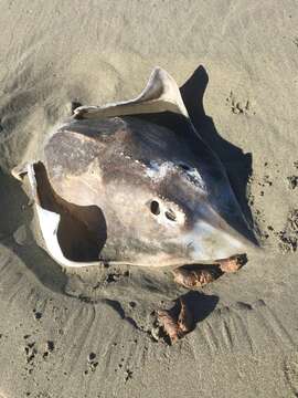 Image of New Zealand rough skate