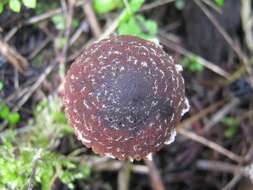 Image of Psathyrella vinosofulva P. D. Orton 1960