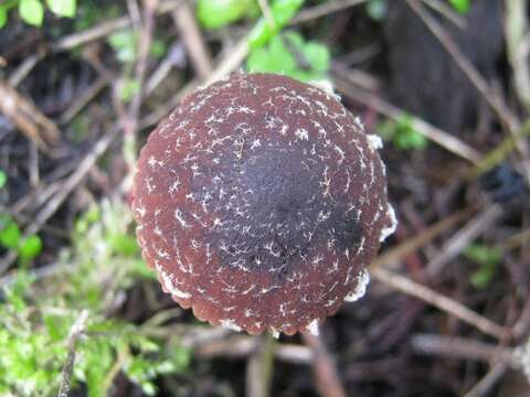 Image de Psathyrella vinosofulva P. D. Orton 1960