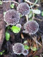 Image of Psathyrella vinosofulva P. D. Orton 1960