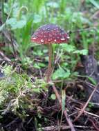 Image of Psathyrella vinosofulva P. D. Orton 1960