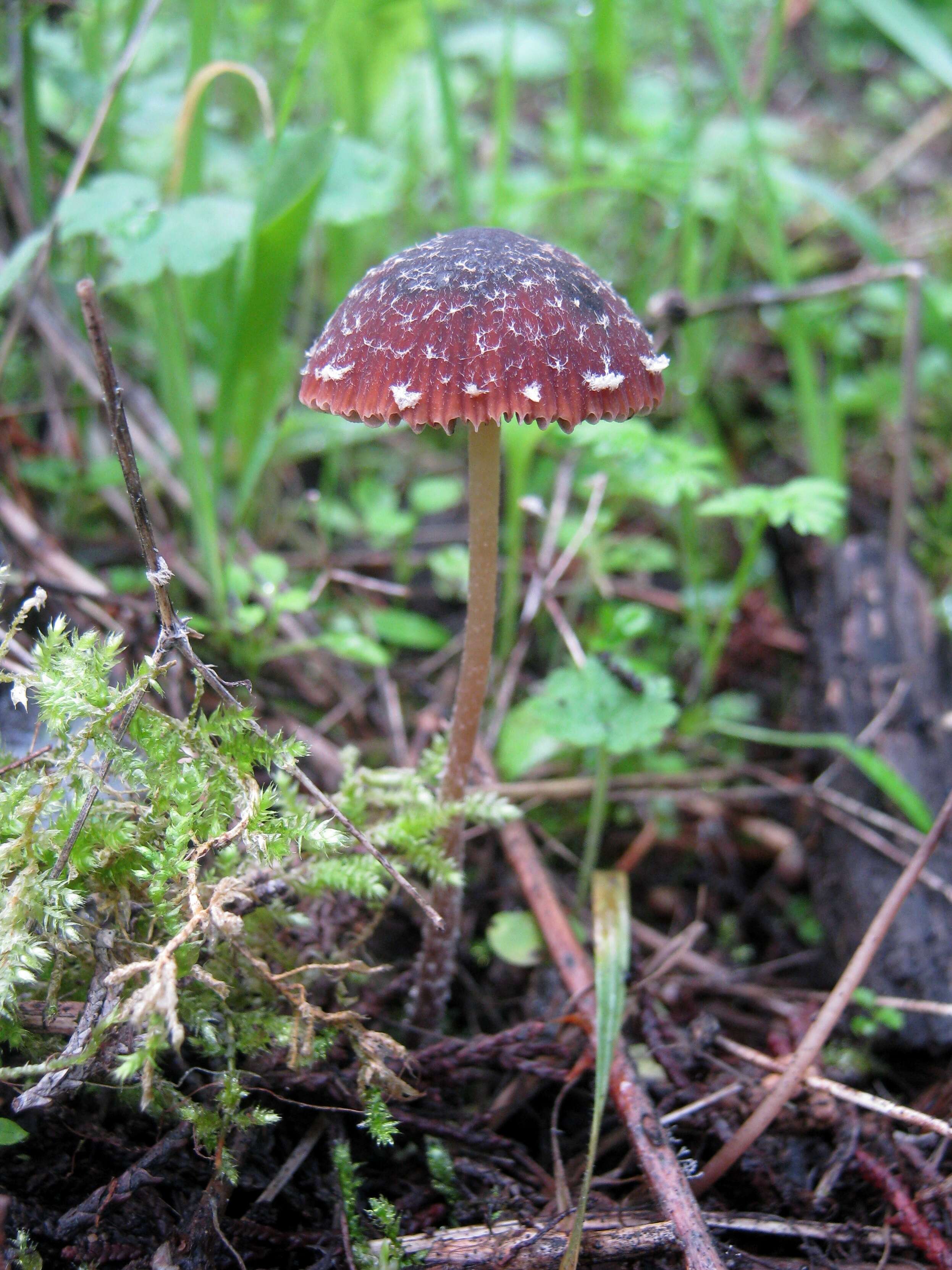 Image of Psathyrella vinosofulva P. D. Orton 1960