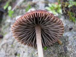 Image of Psathyrella vinosofulva P. D. Orton 1960