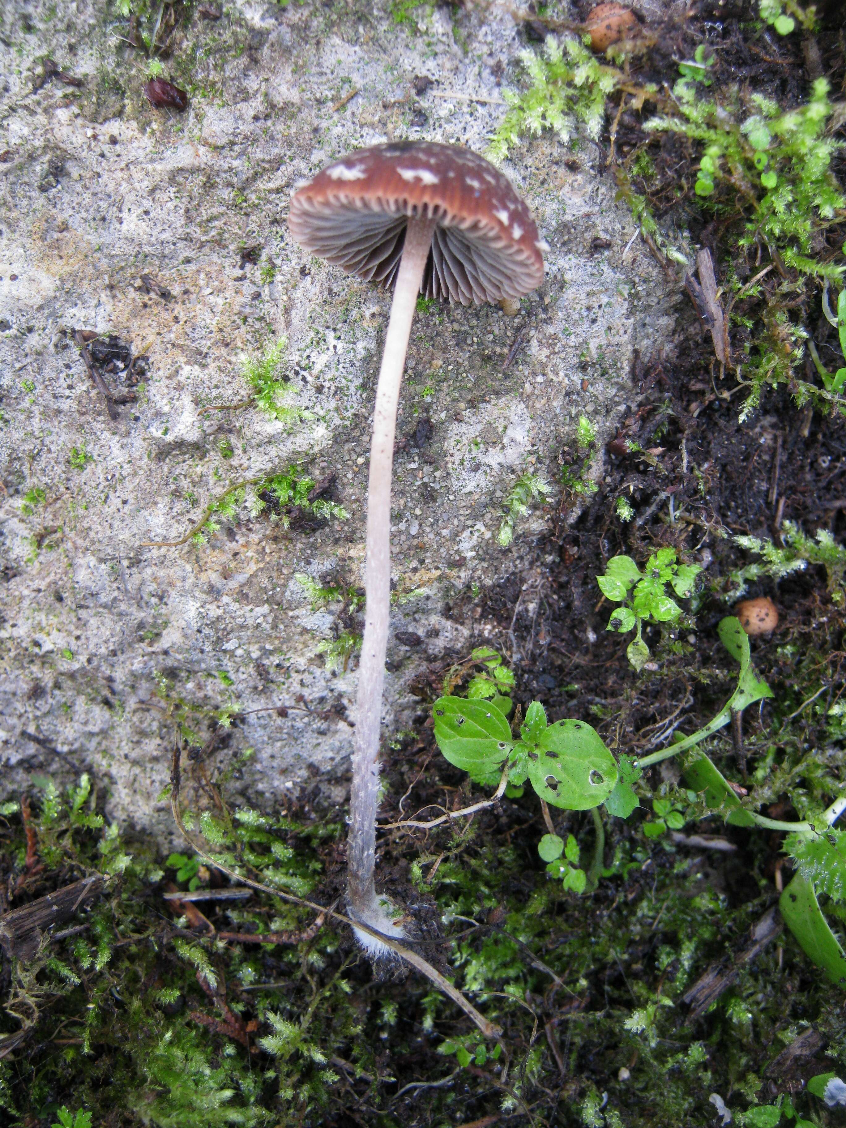 Image of Psathyrella vinosofulva P. D. Orton 1960