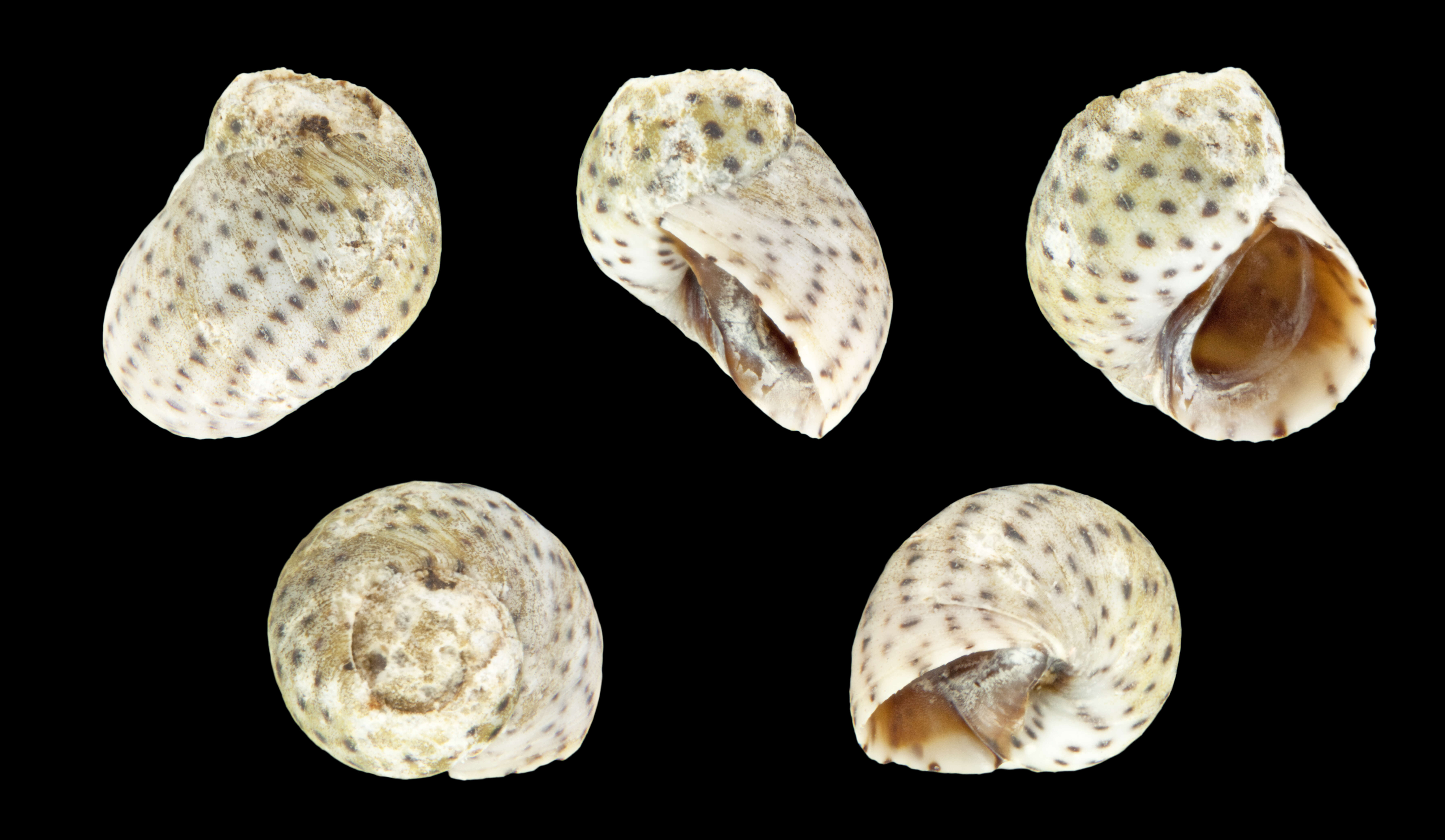 Image of Echinolittorina mespillum (Megerle von Mühlfeld 1824)