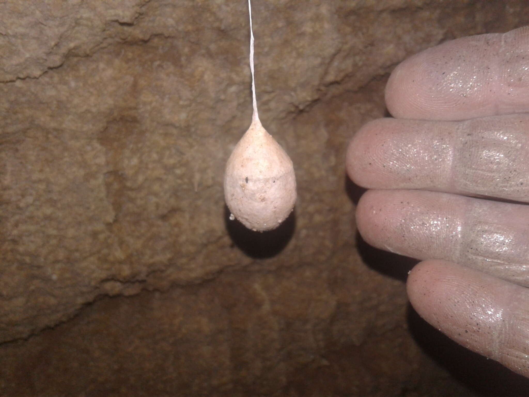 Image of Nelson Cave Spider