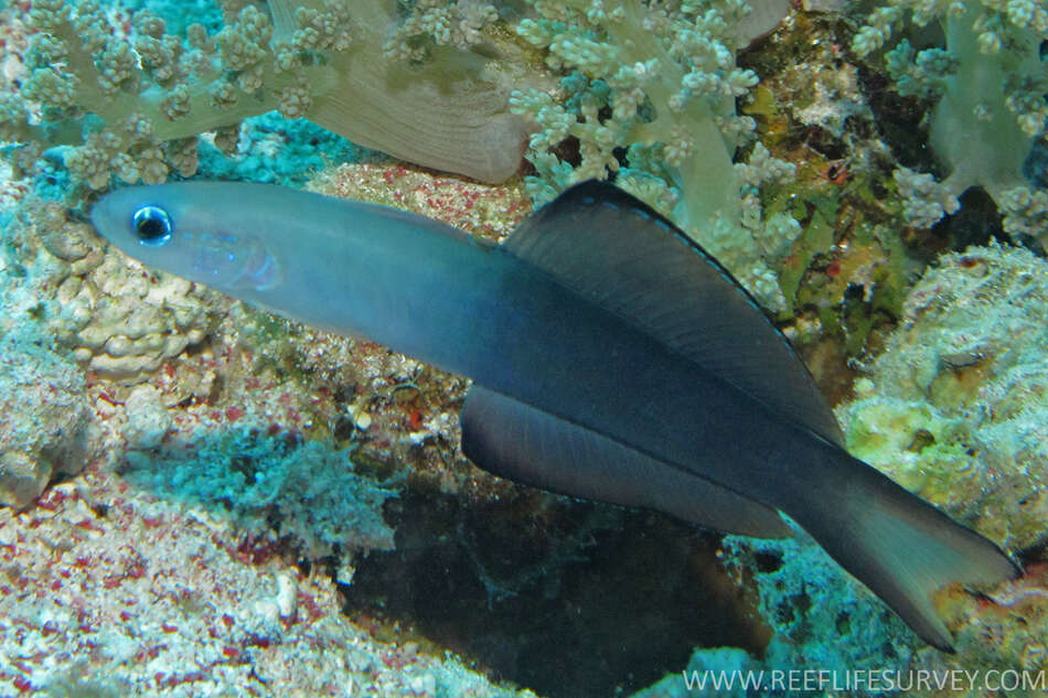 Image of Arrow dart-goby