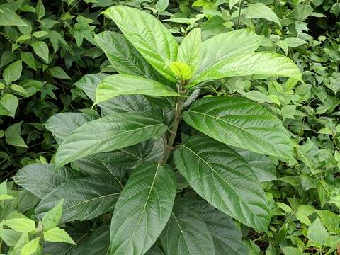 Image of Ficus hispida L. fil.