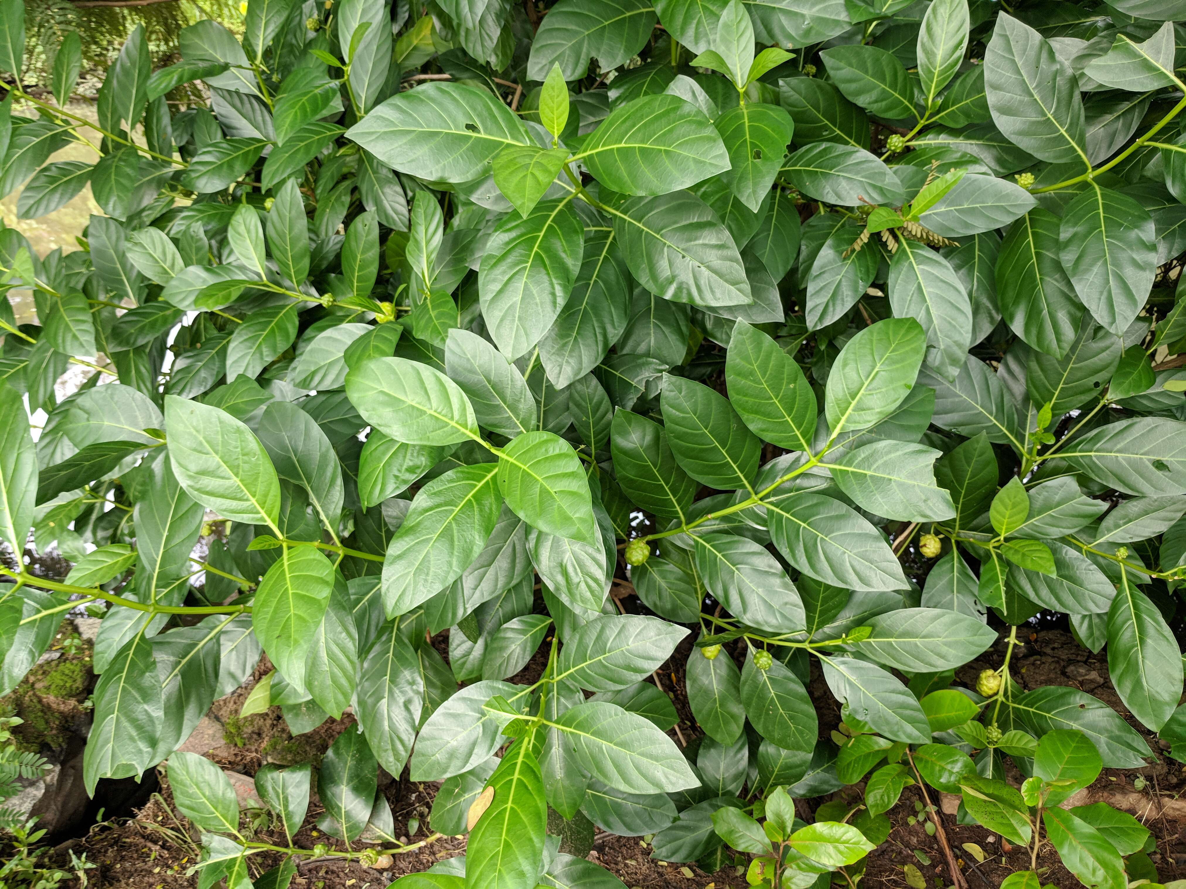 Image of Indian mulberry