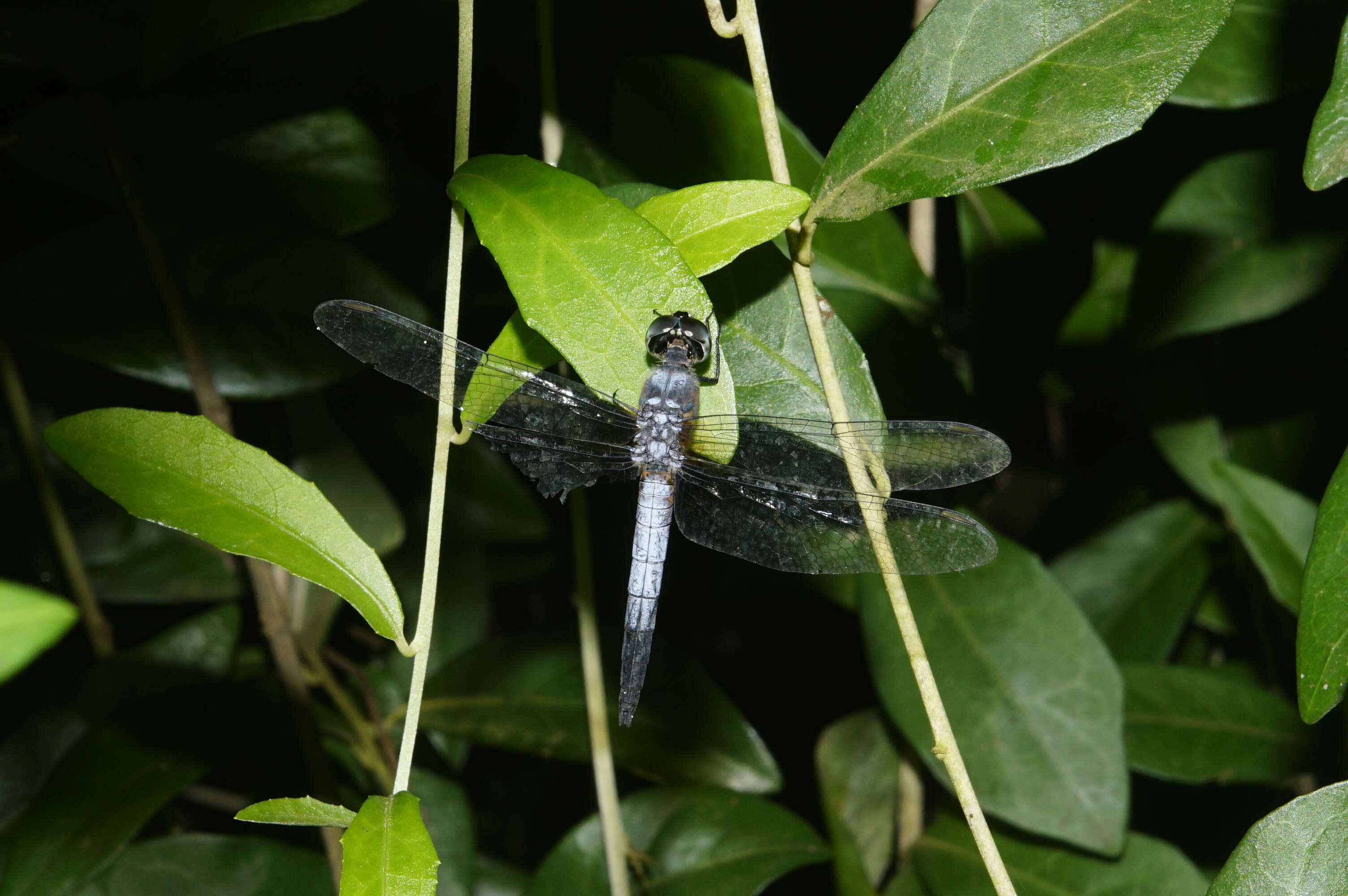 Image of Brachydiplax chalybea Brauer 1868