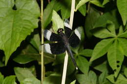 Image of Pied Paddy Skimmer