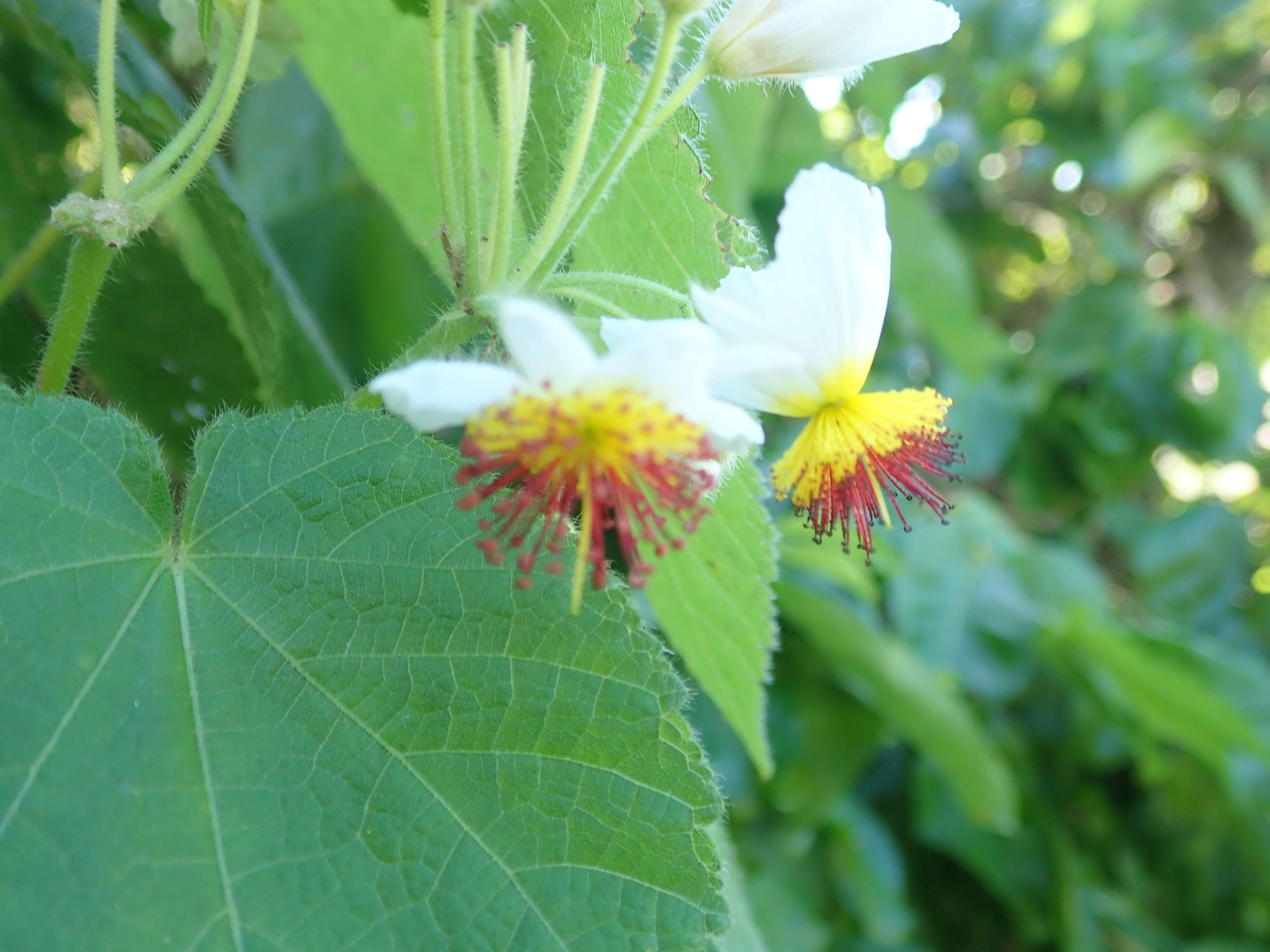 Sivun Sparrmannia africana L. fil. kuva